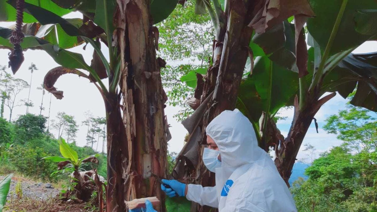 Control.- Un técnico de Agrocalidad toma una muestra en una planta de banano, en el control del fusarium.