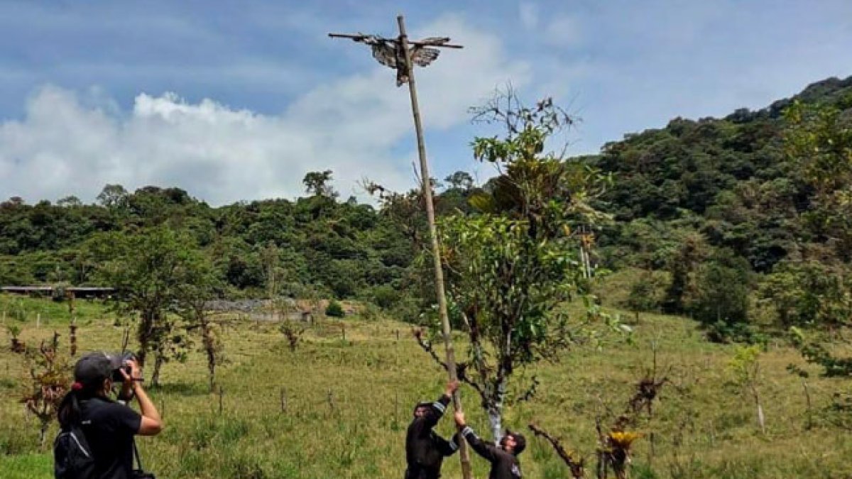 En Quijos, provincia de Napo hallaron crucificada a un águila andina