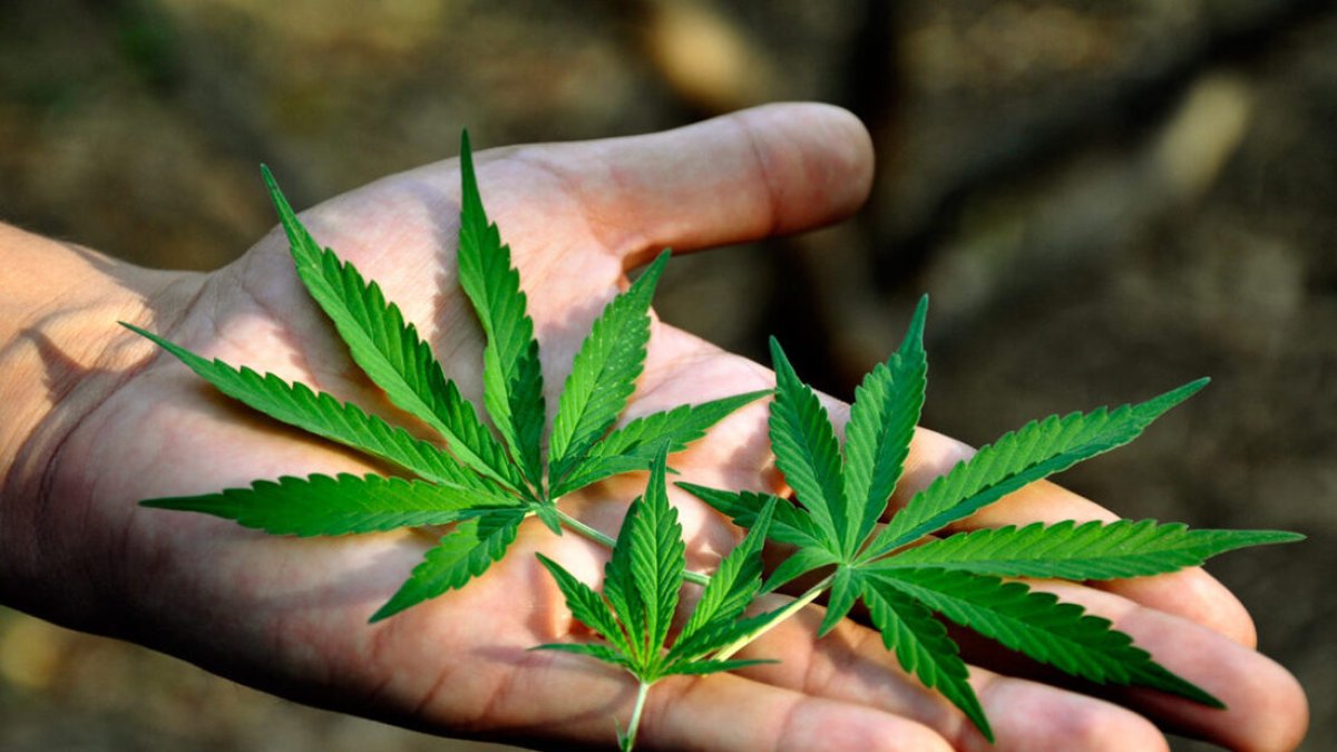 En Colombia, desde 1986 es legal el autocultivo de marihuana, se puede tener hasta 20 plantas. Además el porte de hasta 20 gramos.