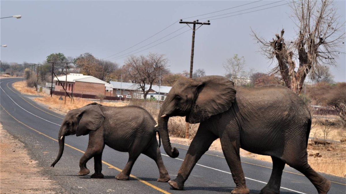 os elefantes africanos cruzan una carretera en la República de Botswana.