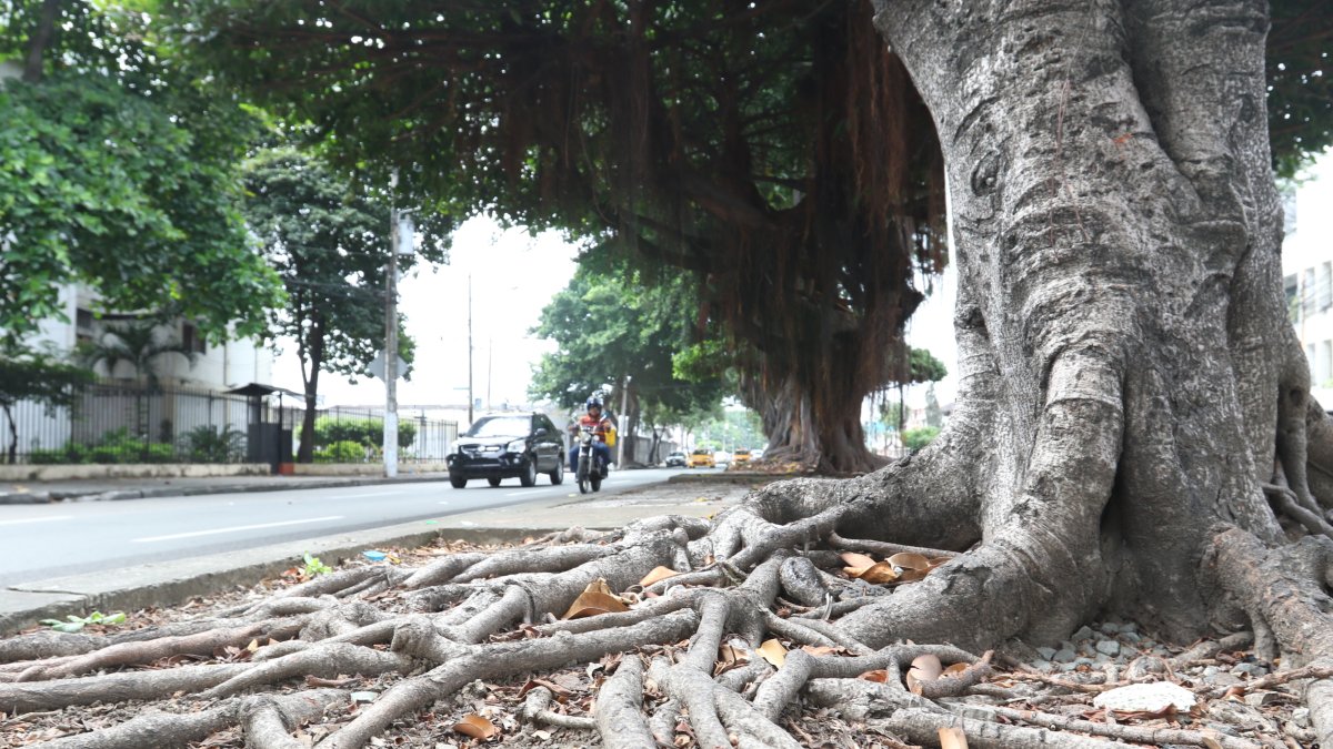 Raíces. Las raíces de los árboles sembrados por el sector de la Saiba muestran un atractivo natural.