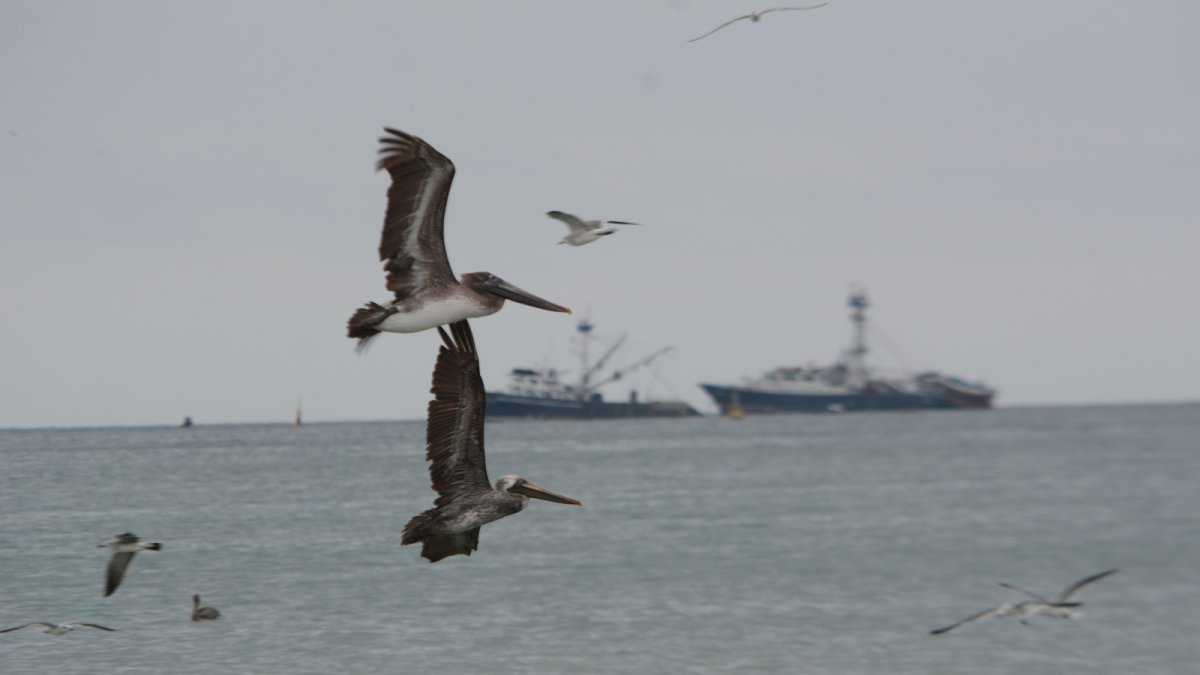 Incremento. Se lleva un registro más amplio de las especies nuevas que viven en el país y en el archipiélago