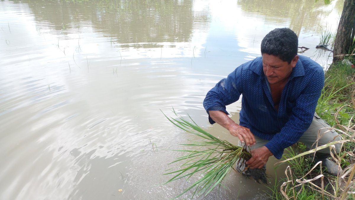 El cultivo del arroz ha sido uno de los más golpeados en las últimas lluvias.
