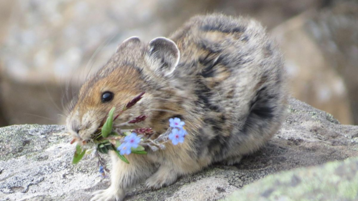 Un lagomorfo en una foto referencial.
