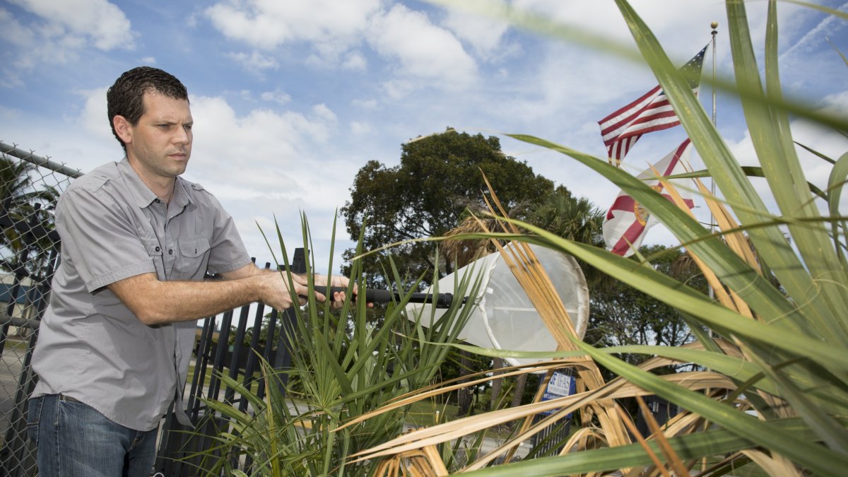 Investigación. Brian Bahder recolecta muestras del insecto conocido como el saltahojas de la palma.