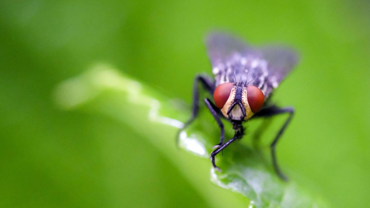 Fotografía de una mosca en la zona de Poás de Alajuela, en Costa Rica.