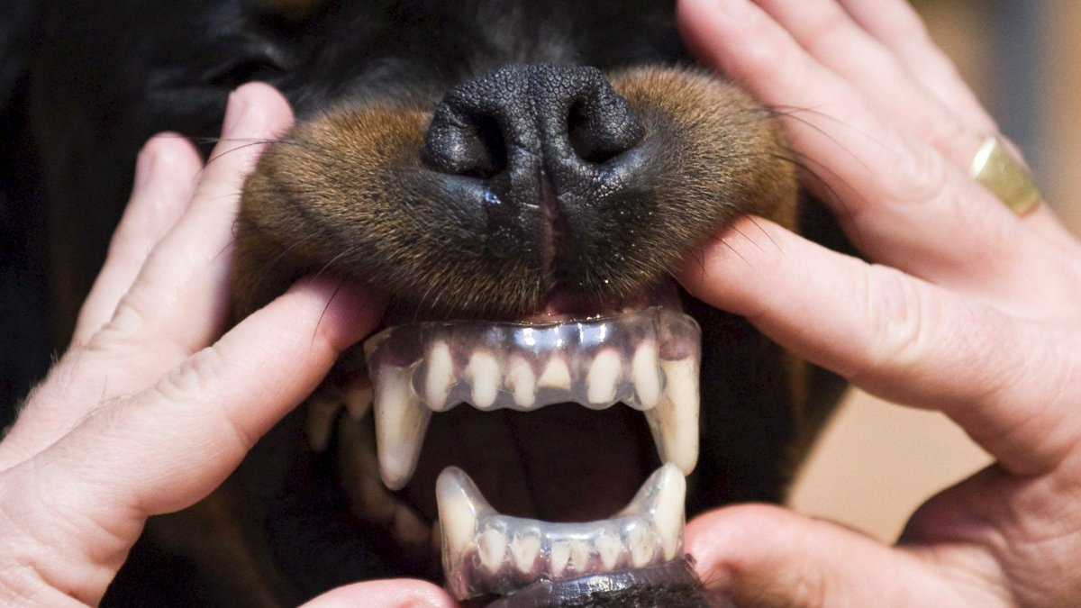 Un perro de la raza Rottweiler enseña sus dientes