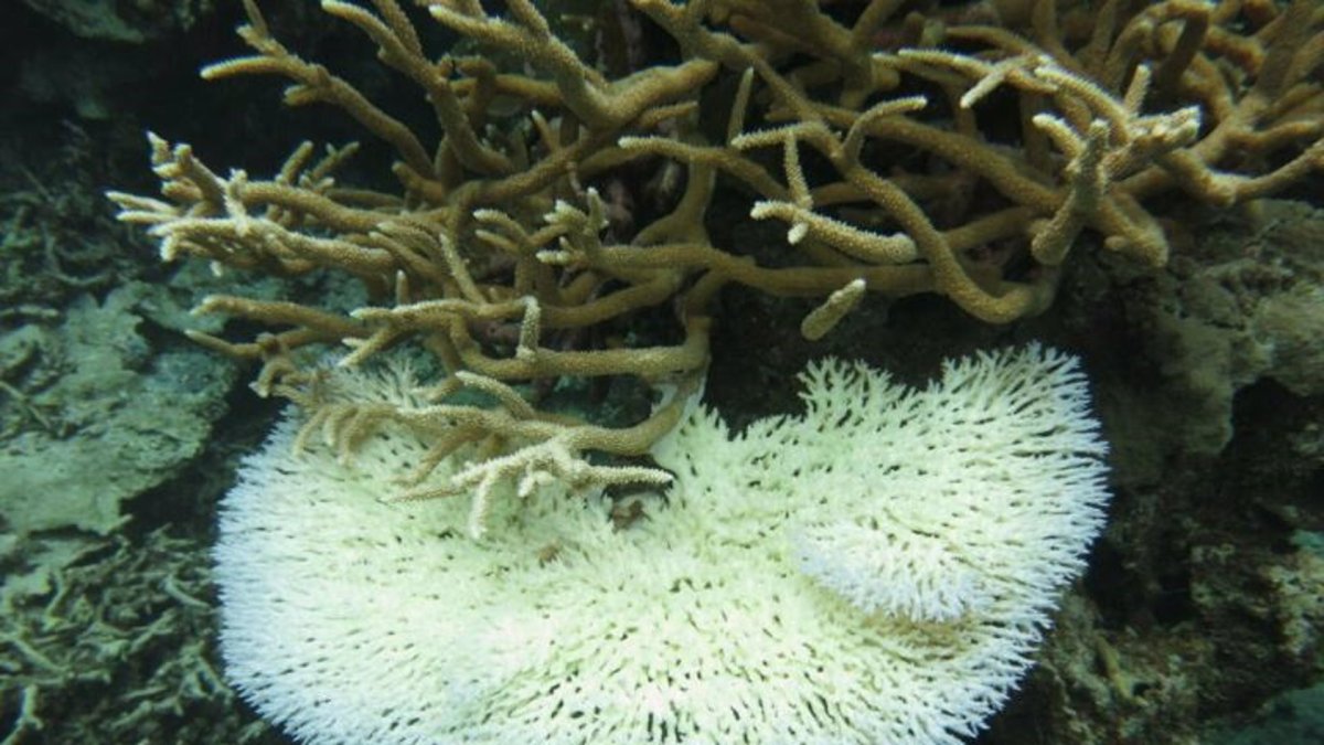 Cuando los corales están estresados, expulsan sus zooxantelas simbióticas y se vuelven blancas en un proceso conocido como blanqueamiento.
POLITICA INVESTIGACIÓN Y TECNOLOGÍA
KAUST; MICHAEL FOX.