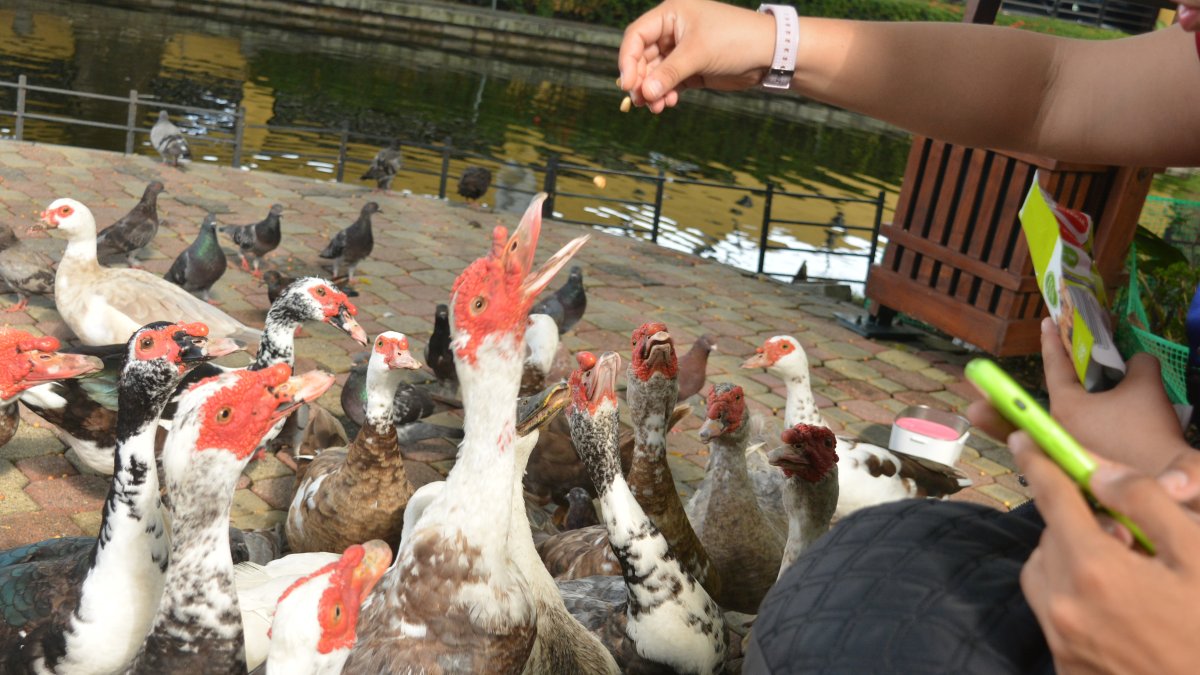 En un recorrido, EXPRESO vio que les daban maní, snacks y chocolate.