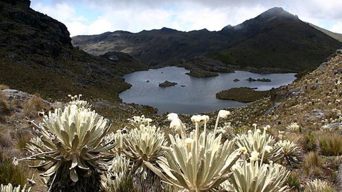 El Páramo ejecuta una de las funciones más importantes para la lucha contra el calentamiento global.