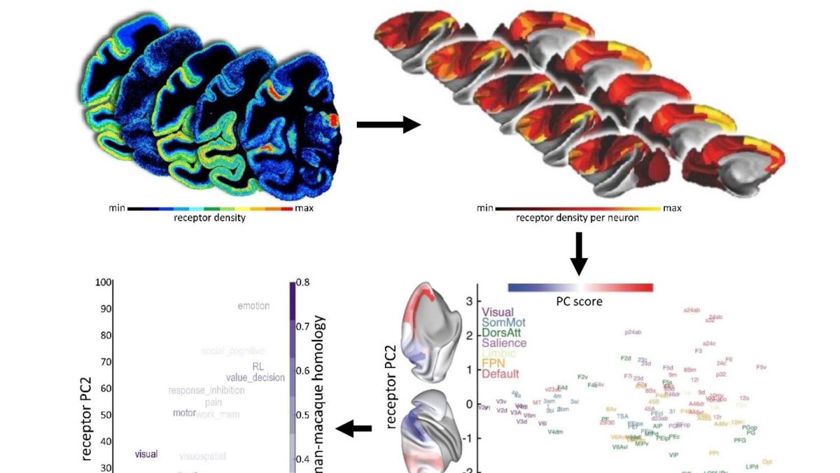 Una nueva cartografía de los receptores corticales revela la asociación entre la organización microestructural y los sistemas funcionales del cerebro.