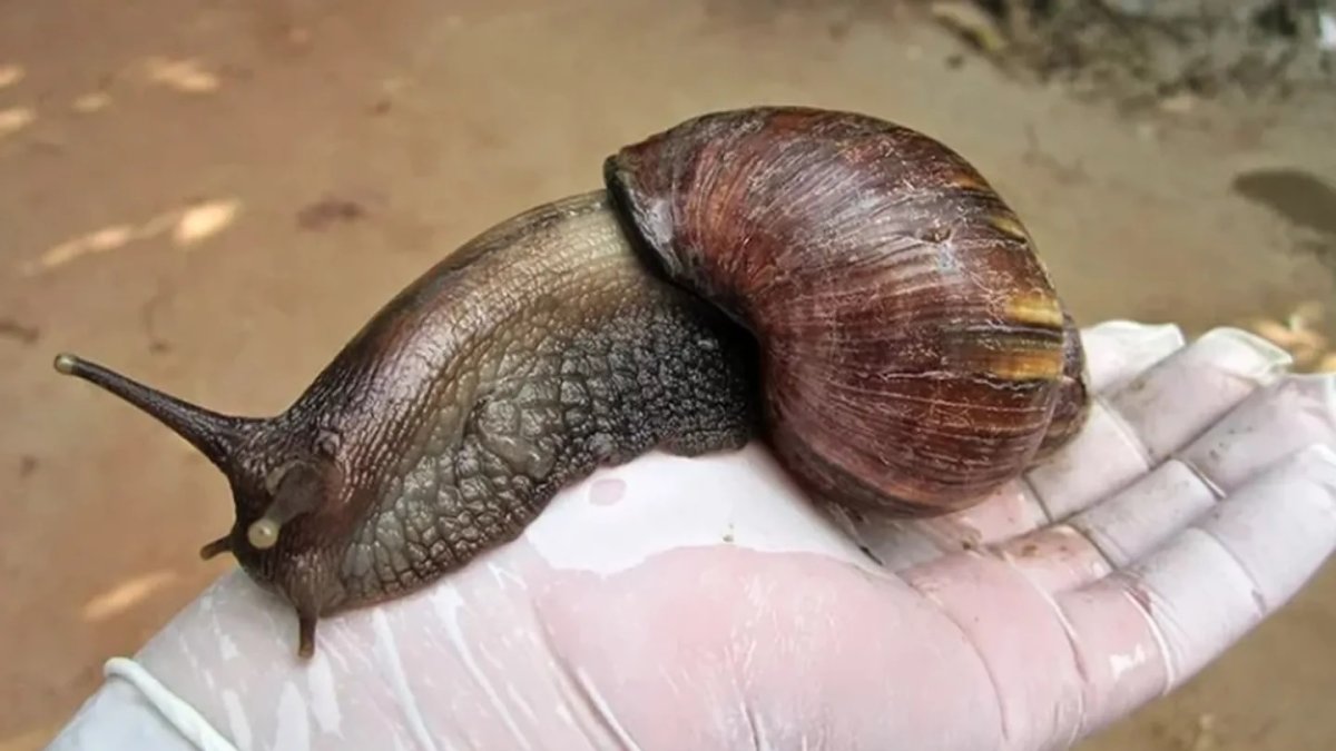 En diciembre de 2022 se descubrió un ejemplar de caracol terrestre africano gigante en el condado Lee.