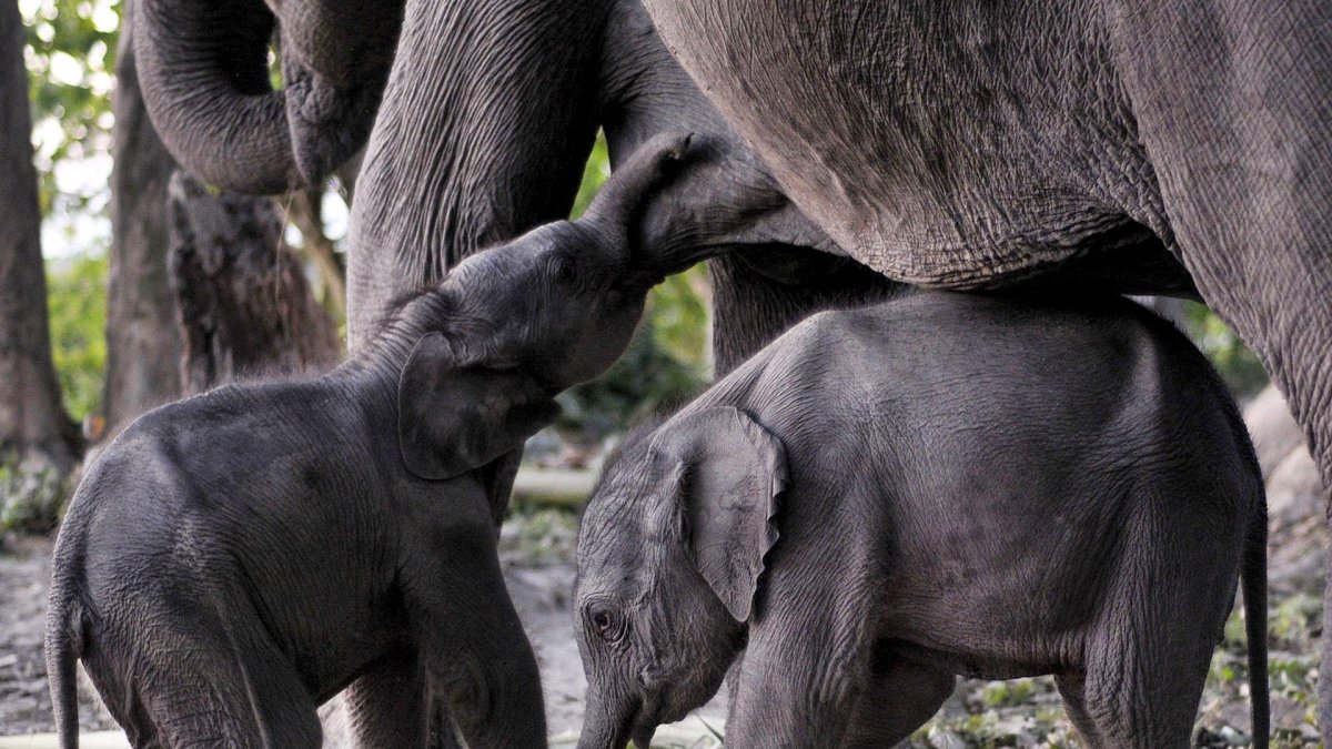 En la imagen de archivo, dos crías de elefante de un día de vida son amamantadas por su madre, Alka, en el parque nacional de Orang, en Assam, la India.