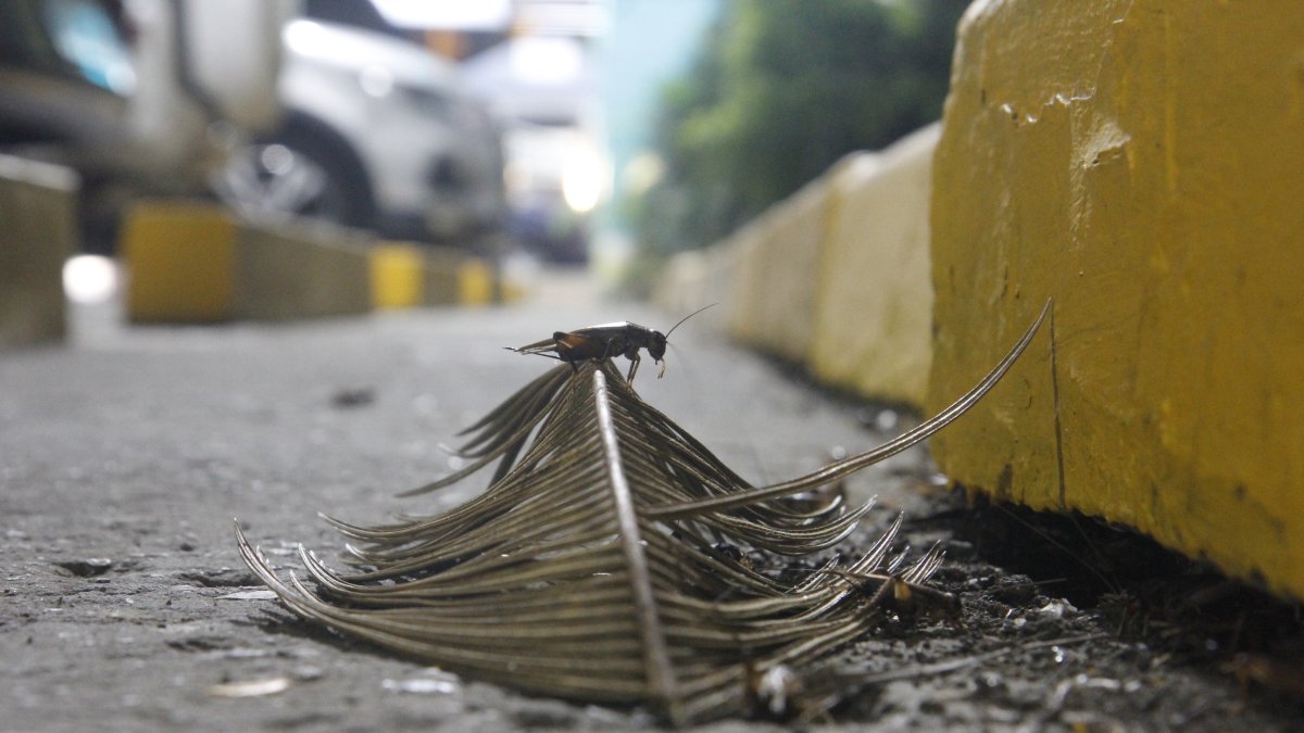 Insectos. Los grillos salen con más frecuencia por las noches.