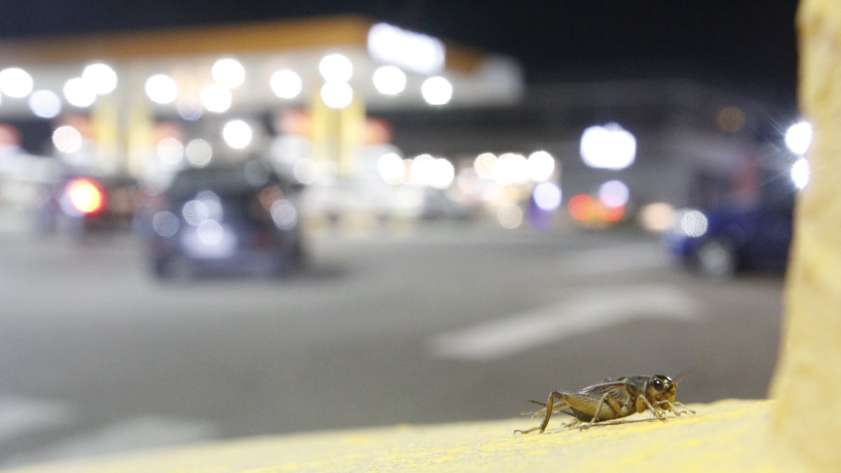 La ciudadanía teme que la invasión de grillos sea mayor durante El Niño