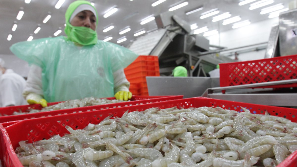 El camarón fue uno de los sectores con buen desempeño en el segundo trimestre de 2023. .