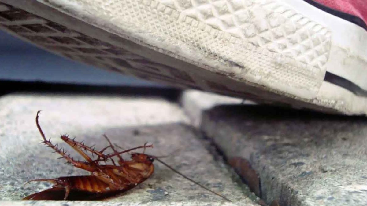 Algo que todos hemos hecho, como es el pisar un pequeño insecto, podría perjudicar nuestra salud.