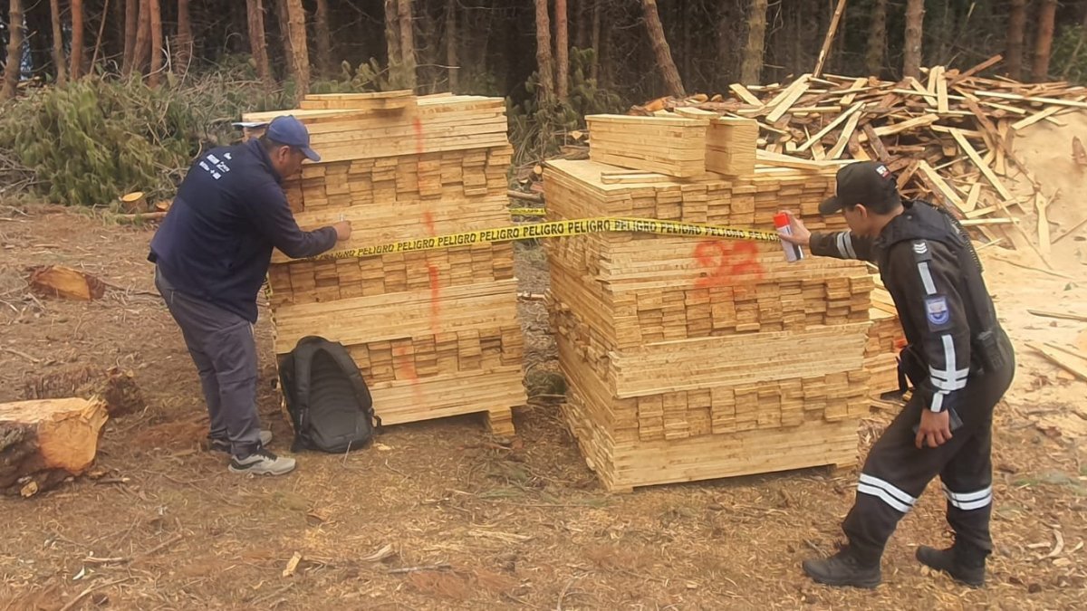 Madera incautada por autoridades.
