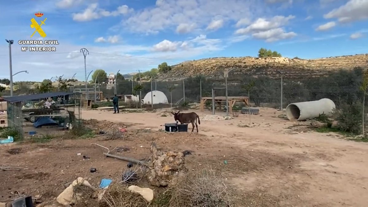Operativo. En este campamento fueron hallados un serie de animales silvestres.