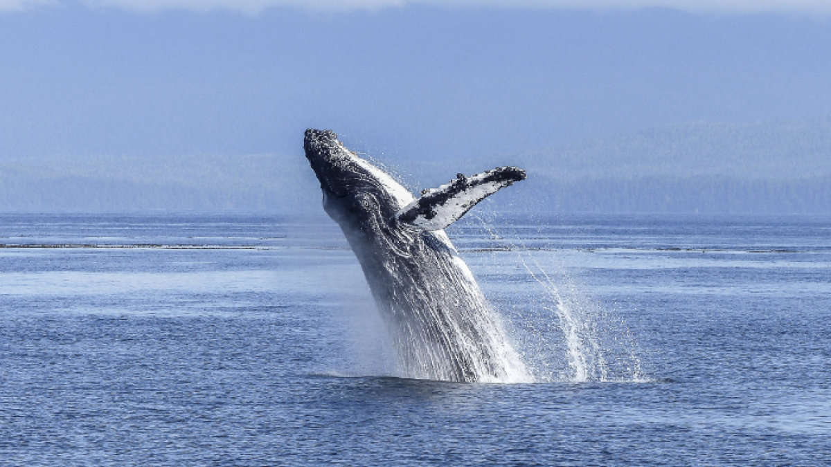 Referencial. En Puerto López, Manabí, esperan que más de 40.000 turistas lleguen al avistamiento de las ballenas jorobadas.