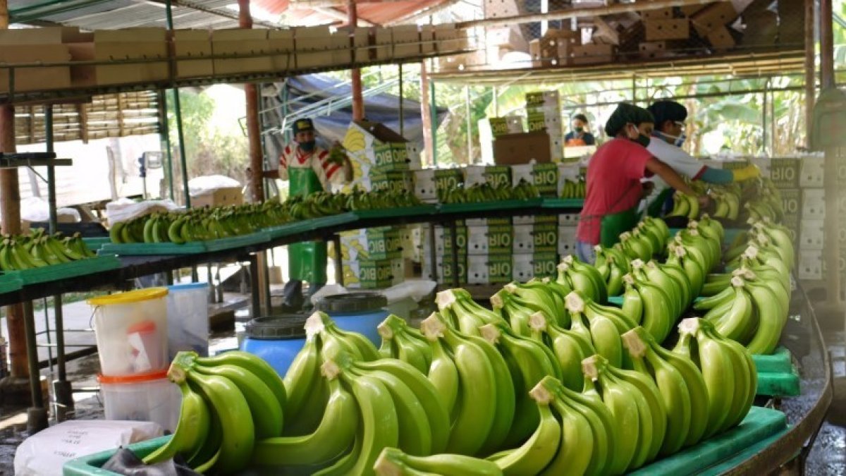 El 30,9 % de las ventas de banano van al mercado europeo.