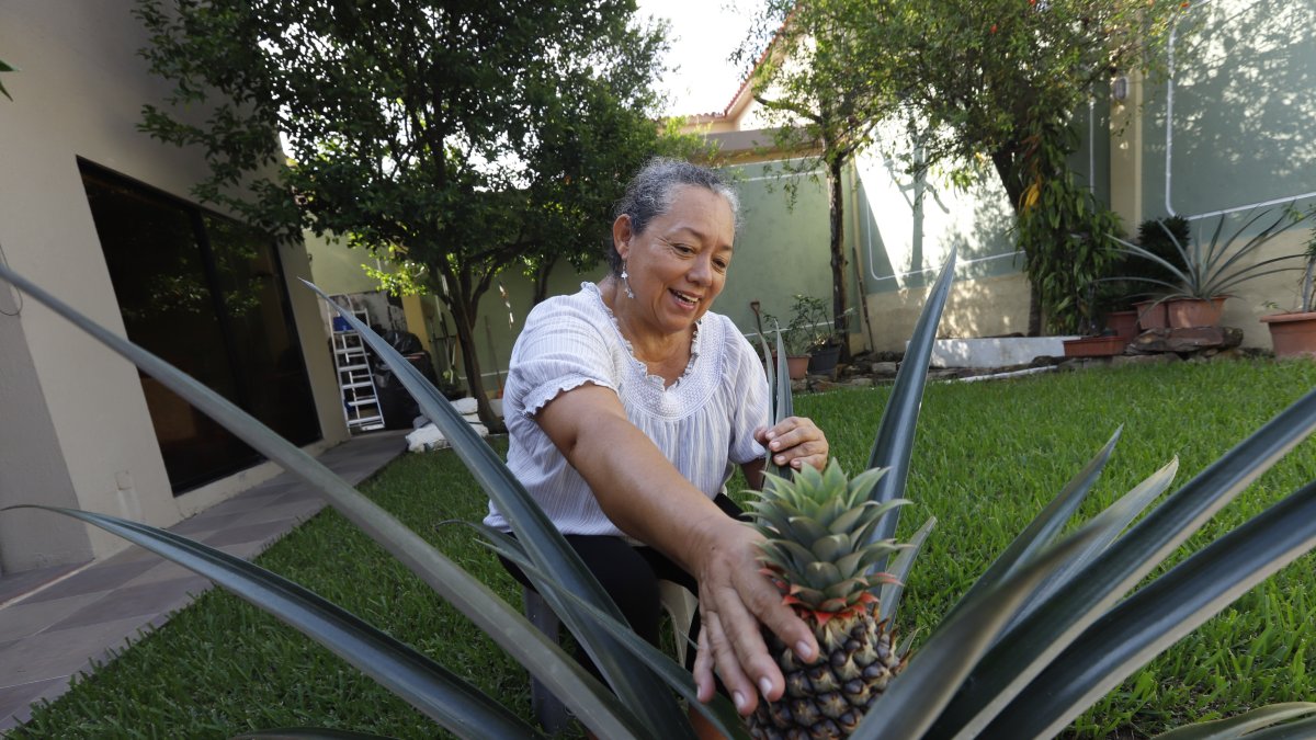En el patio de su casa, la oceanógrafa Dafne Vera tiene varios cultivos, entre los que constan piñas en maceteros y otras especies.
