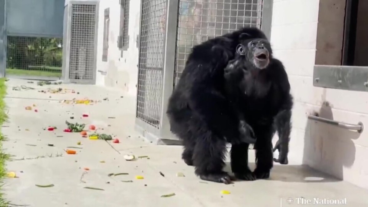 La reacción de la chimpancé 'Vainilla' tras ver el cielo por primera vez.
