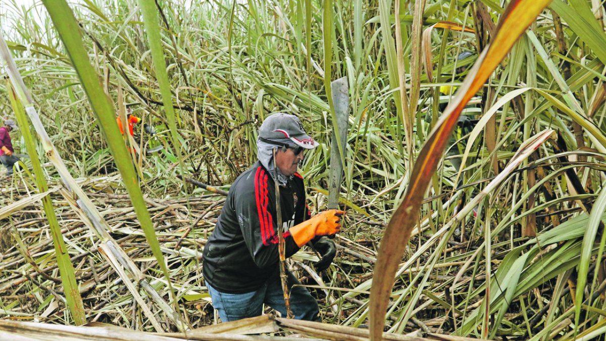 Milagro aporta con la tercera parte de la caña  para la elaboración de azúcar.