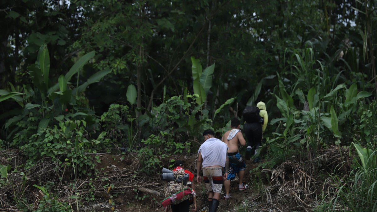 Referencial. Los caminos que hay que transitar en la selva están llenos de obstáculos.