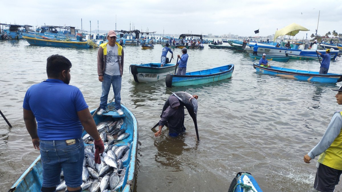 Pesca. Los artesanos procuran abastecerse del producto de mar, antes de que inicie la veda por su reproducción.