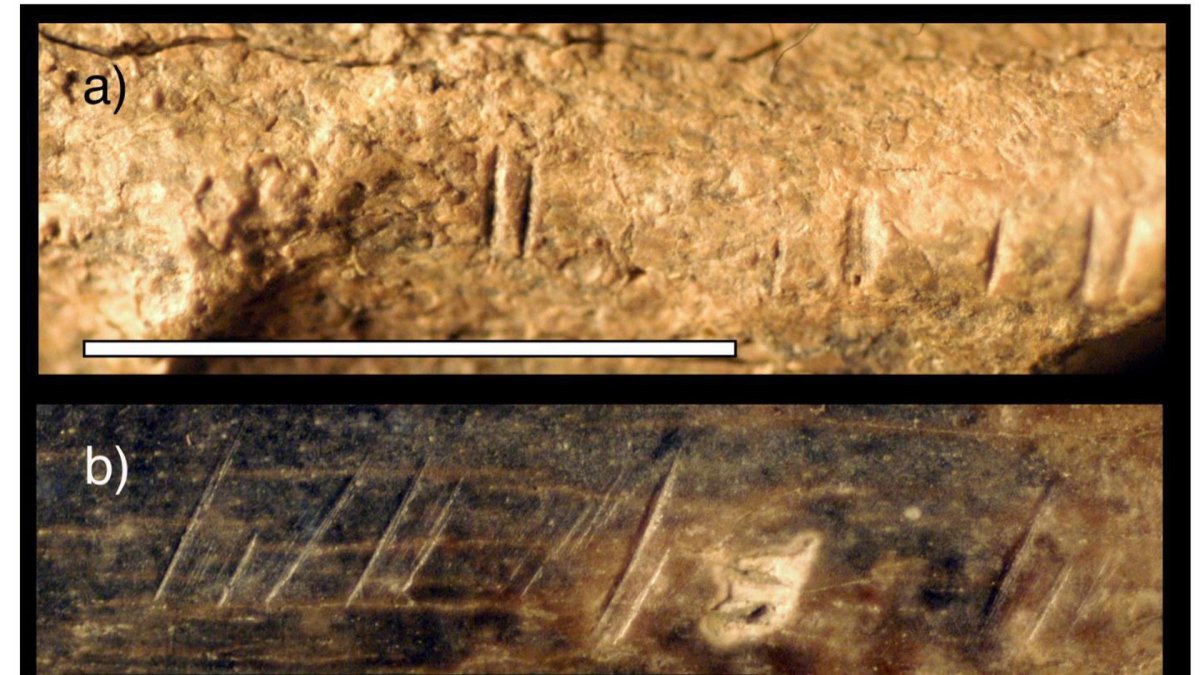 Muestra. Tres especímenes animales fósiles de la misma zona y horizonte temporal que la tibia fósil de homínido estudiada por el equipo de investigación