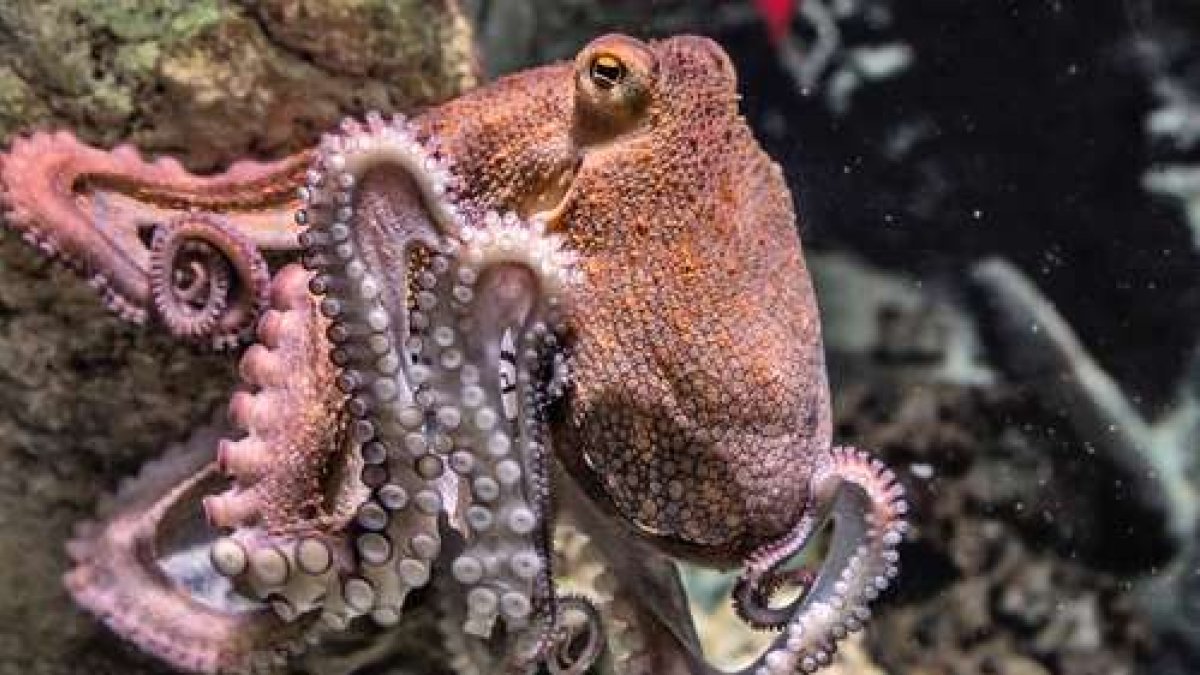 Científicos observaron que estos animales controlan diminutas células pigmentadas. En otras palabras, podrían estar haciendo algo parecido a soñar.