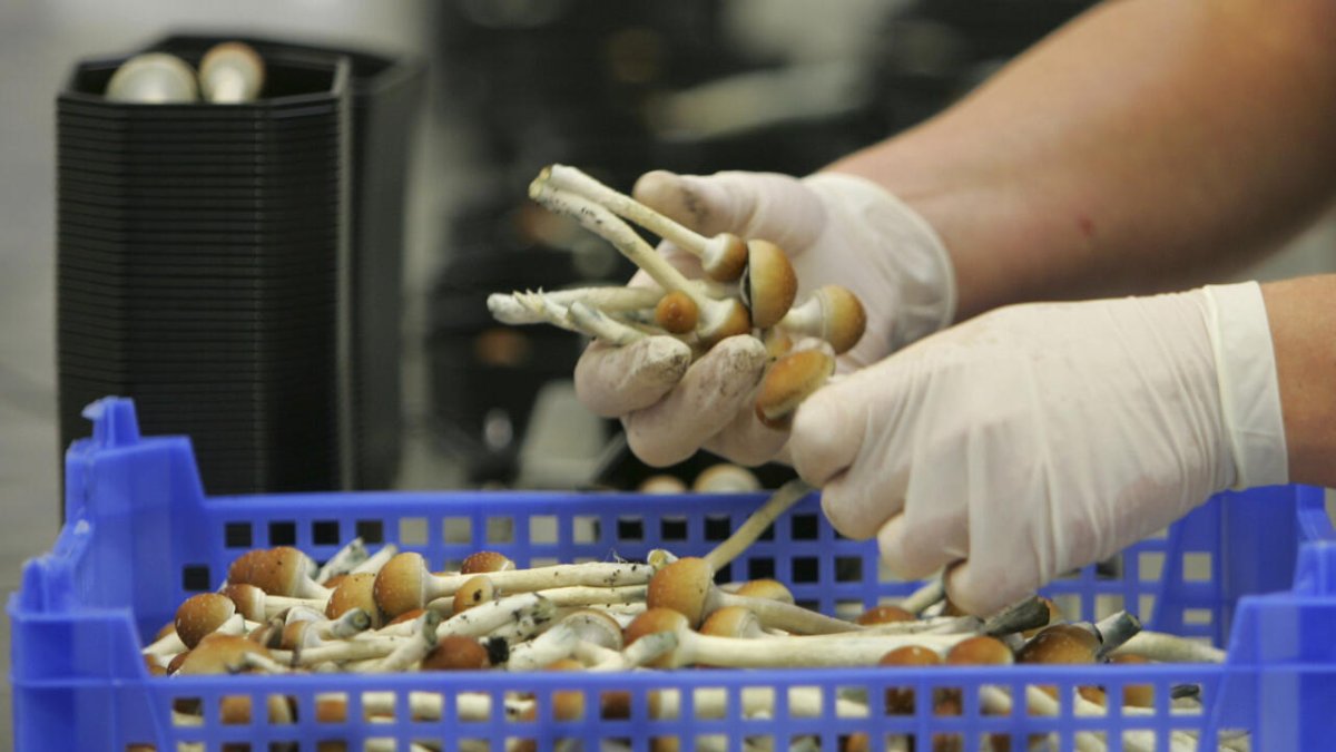 La finalidad de autorizarlos es ayudar en el tratamiento asistido de problemas mentales