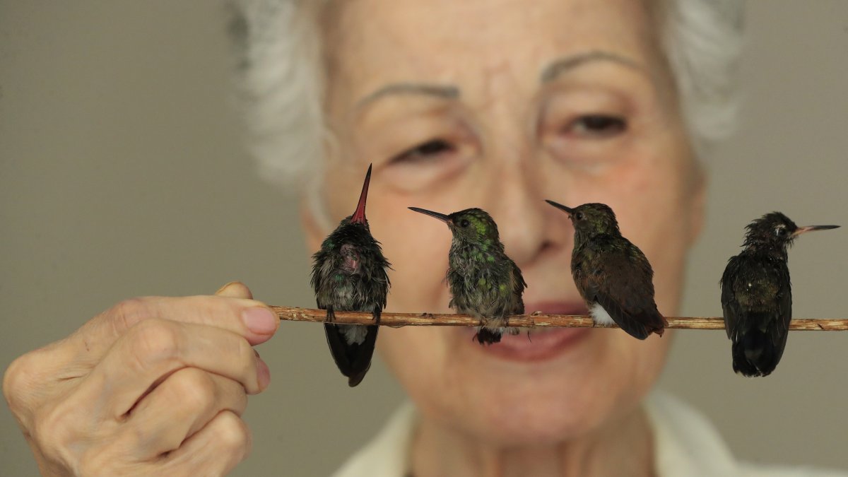 Figura. La guardiana de los colibríes, Catia Lattouf de Arída, posa durante una entrevista. 