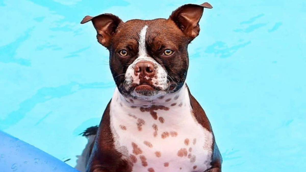 Su dueña, Lisa Mazurek, asegura que Thor pasa diariamente dos horas en el agua.