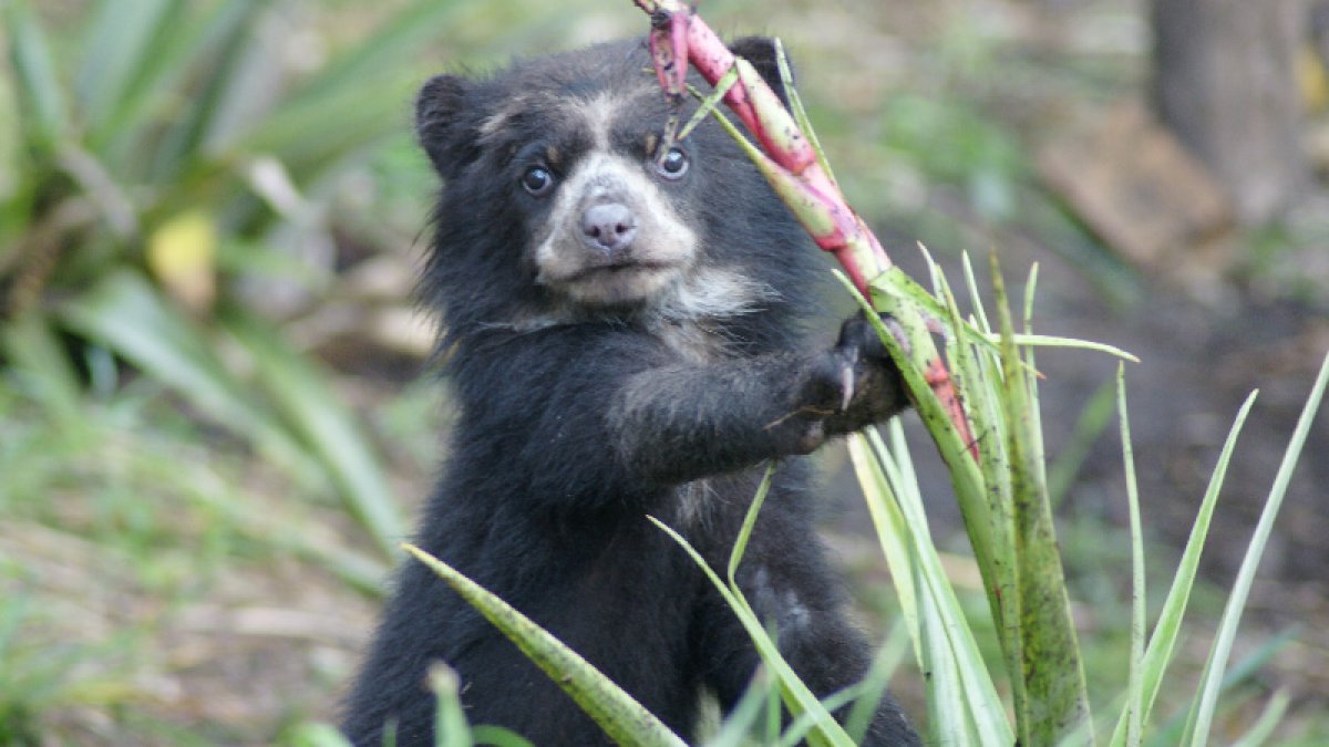 Foto de referencia del oso de anteojos, de la selva Andina ecuatoriana.