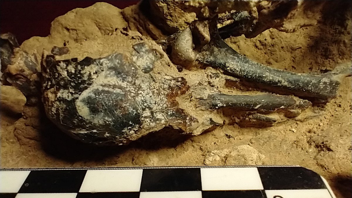 Fotografía cedida por el Museo Paleontológico Fray Manuel de Torres de un fósil de un pájaro carpintero prehistórico, en San Pedri (Argentina).