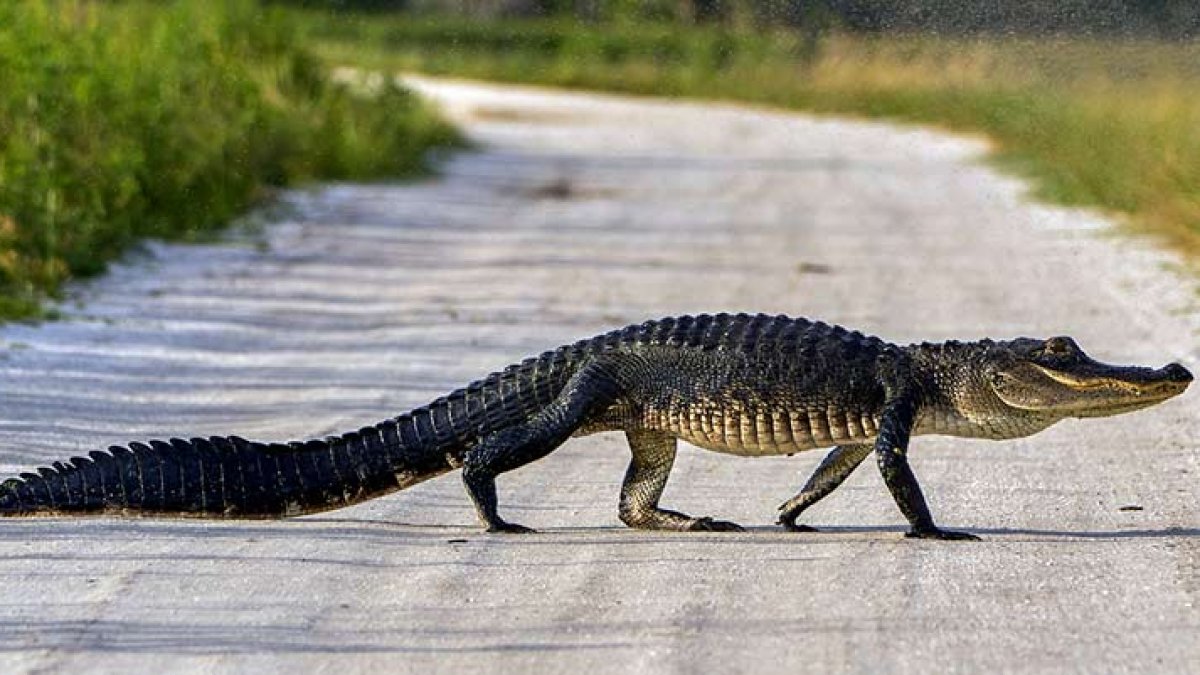Fotografía referencial caimán.
