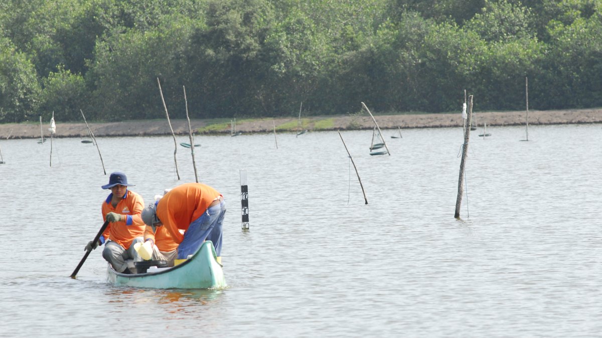 Trabajo. Dos personas en sus labores en una piscina de camarón.