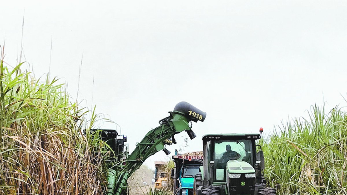 Producción.- Una imagen de la zafra de los años anteriores.