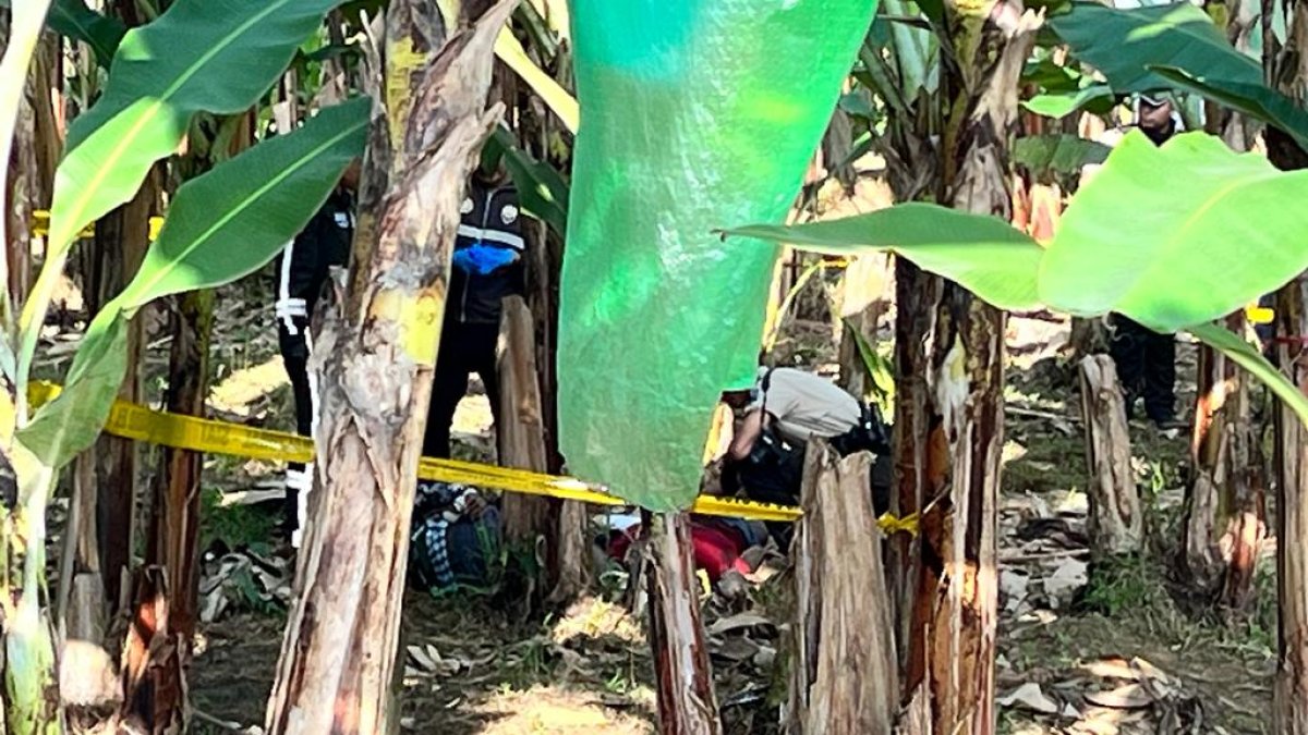 Los cuerpos de dos jóvenes asesinados fueron hallados en una plantación bananera del cantón Pasaje, El Oro.