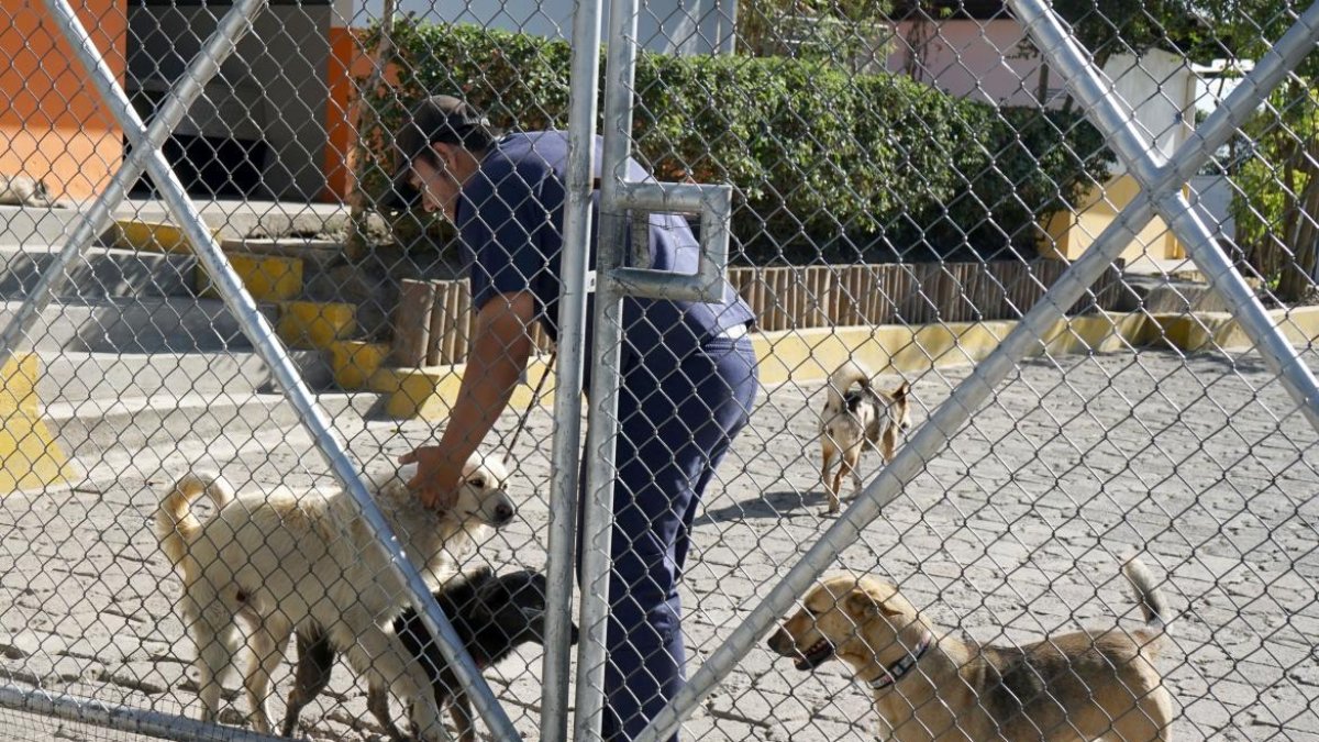 Veterinaria. El perro atacó a un niño de tres años y ahora es evaluado.