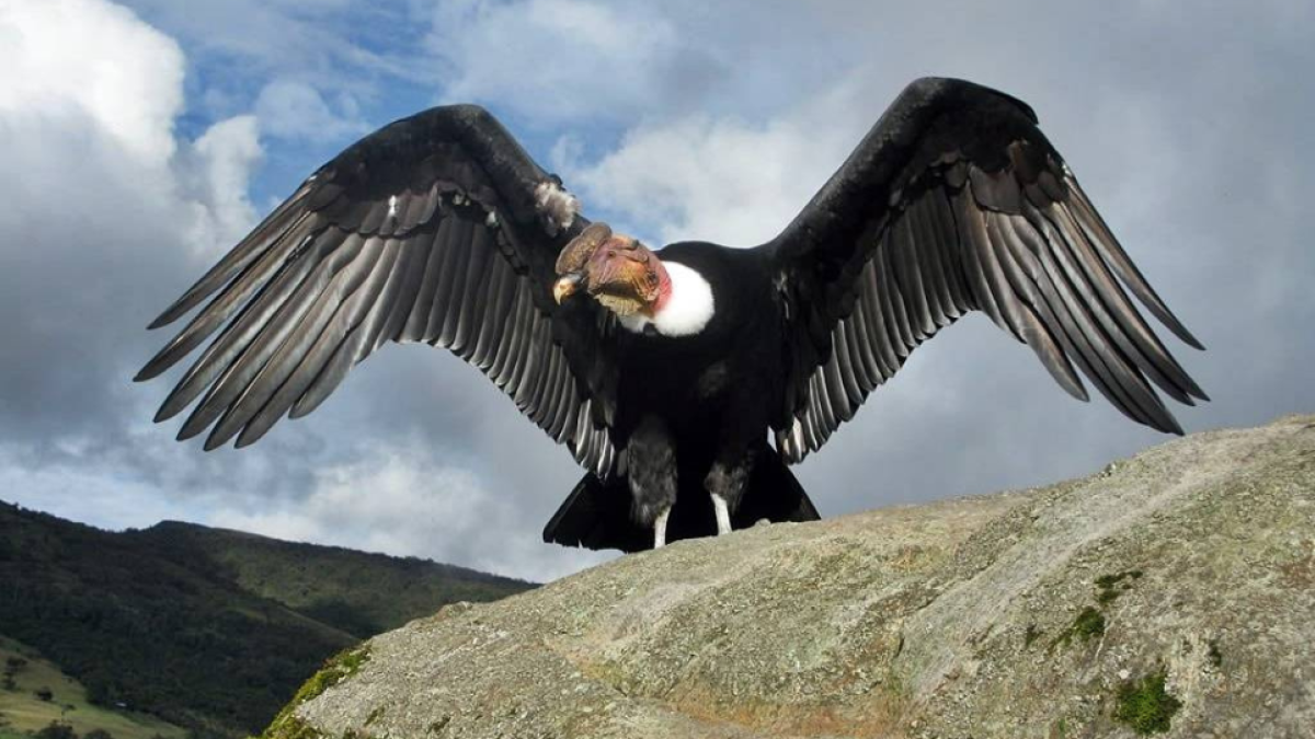 En el Ecuador el cóndor es considerado como el Rey de los Andes y símbolo emblemático de la nación.