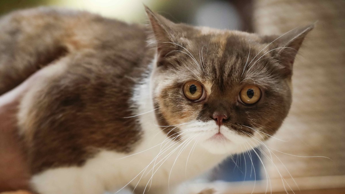 Investigación. Estos pequeños animales de compañía guardan en sus organismos increíbles estructuras.