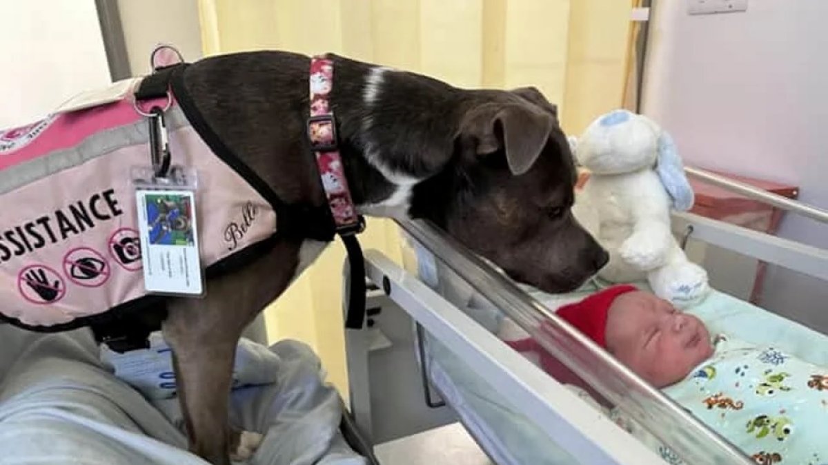 Asistencia. Belle observa al pequeño Olly, que ayudó a llegar al mundo.