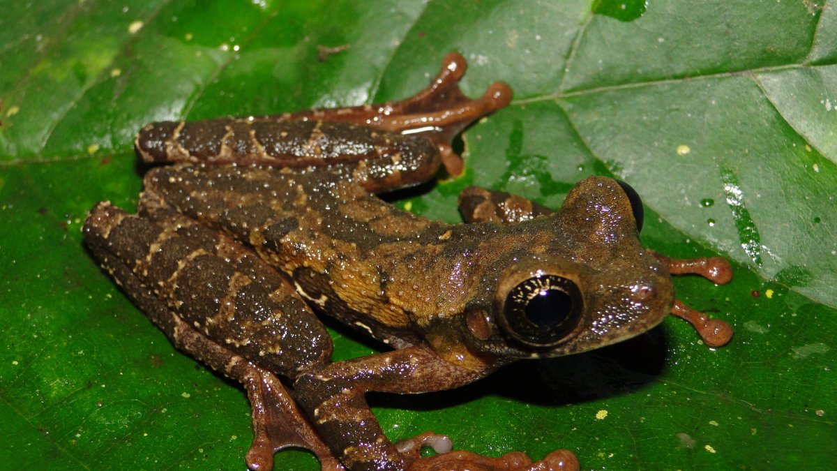 Una nueva especie de rana que habita la selva alta de Perú central
