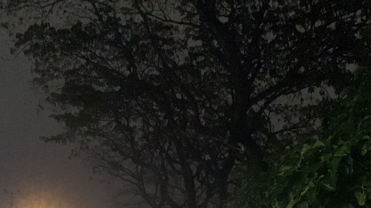 Foto referencial. sobre un árbol caído