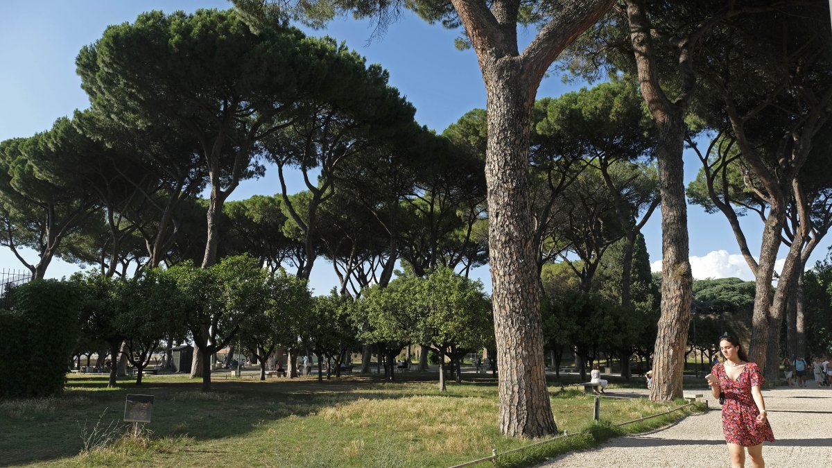Roma. El pino siempre fue un símbolo, ahora este árbol ve amenazada su conocida resistencia por un parásito.