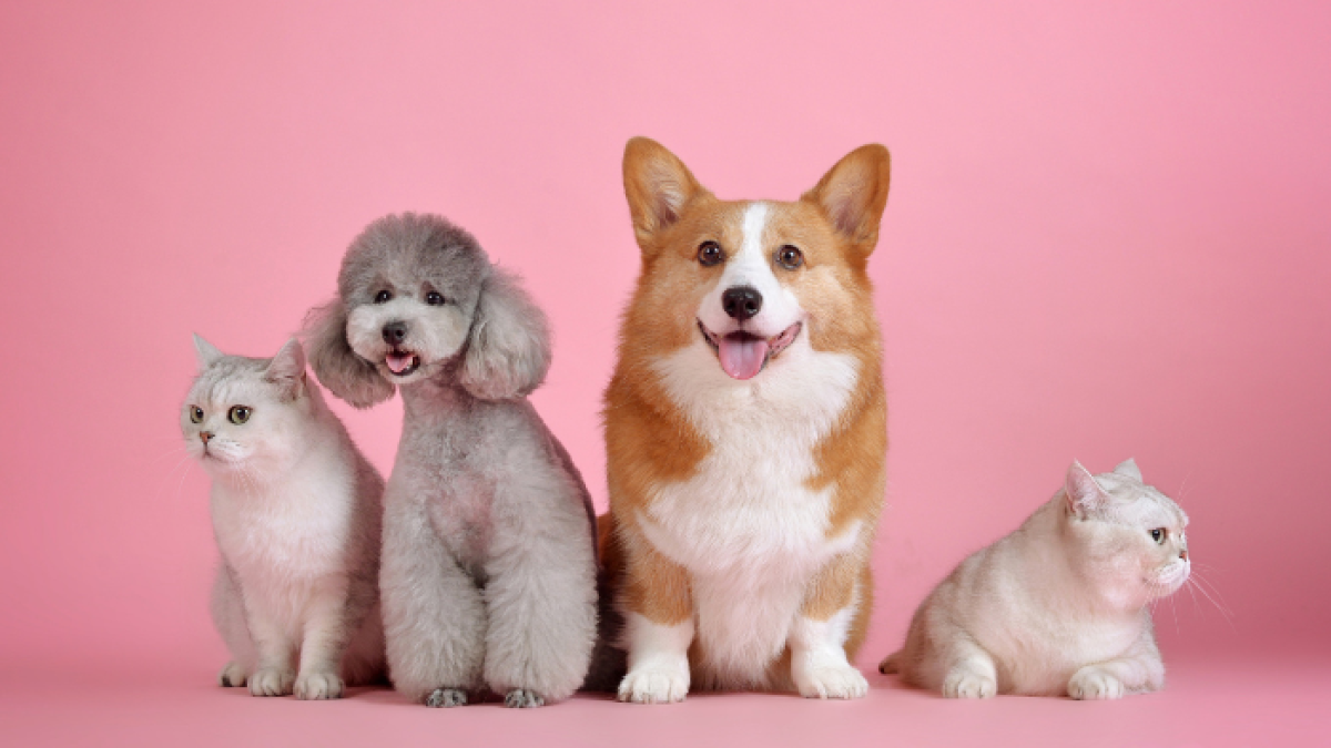 En Ecuador, las mascotas pueden tener cédula.