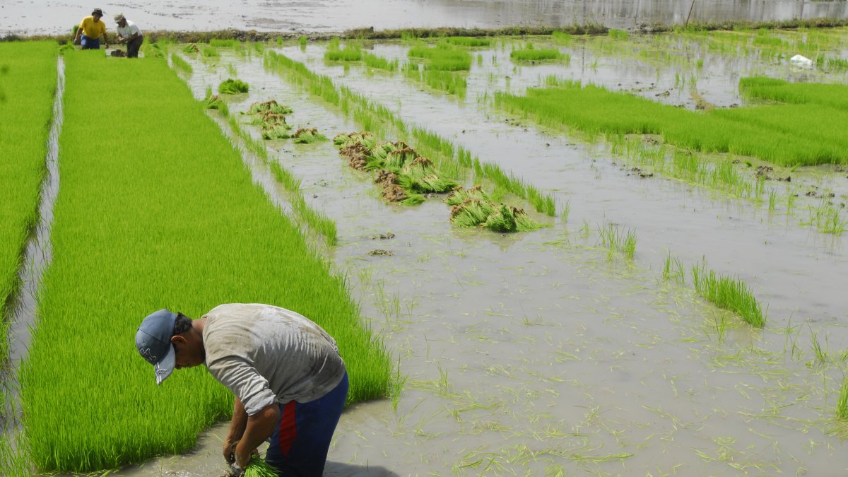 Agro.- Un agricultor trabaja en su cultivo de arroz.